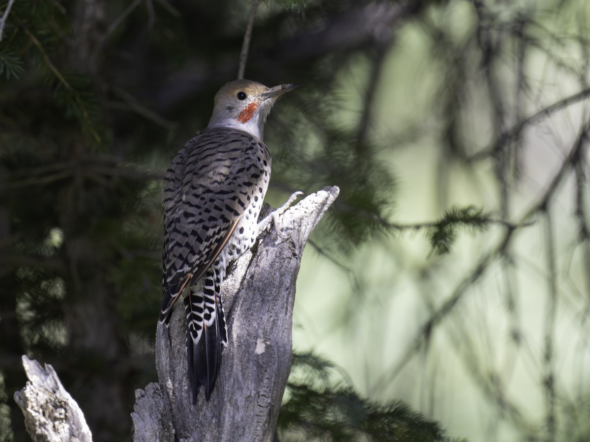 Northern Flicker - ML608482993