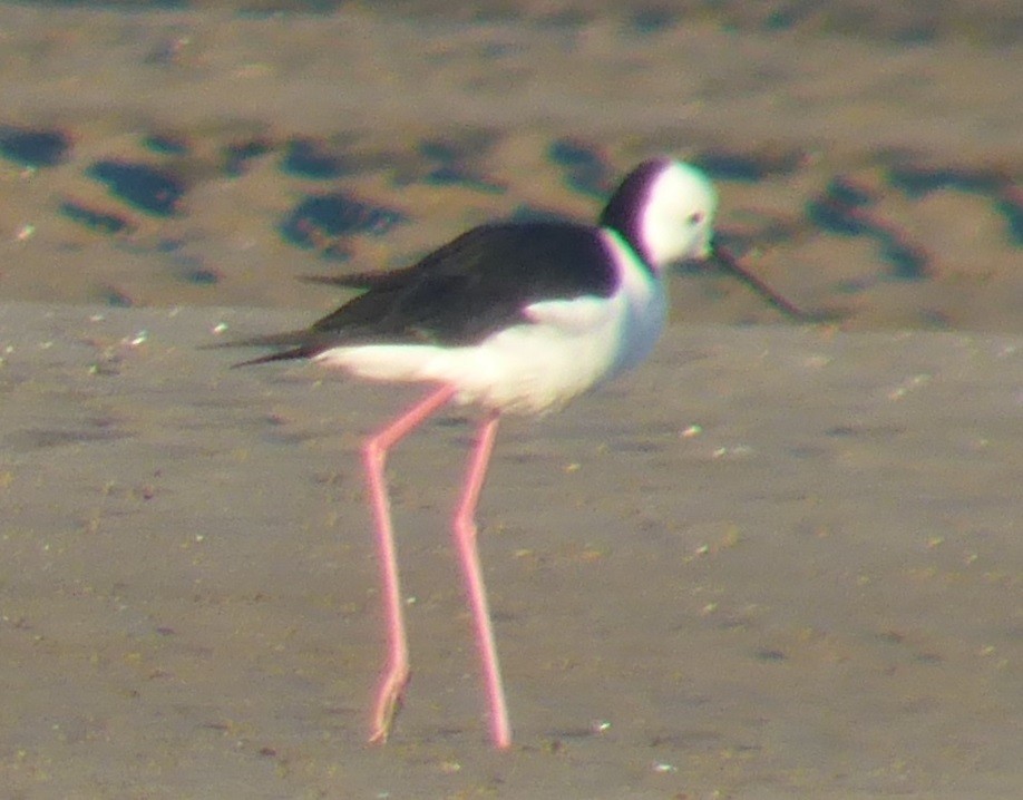 Pied Stilt - ML608483019