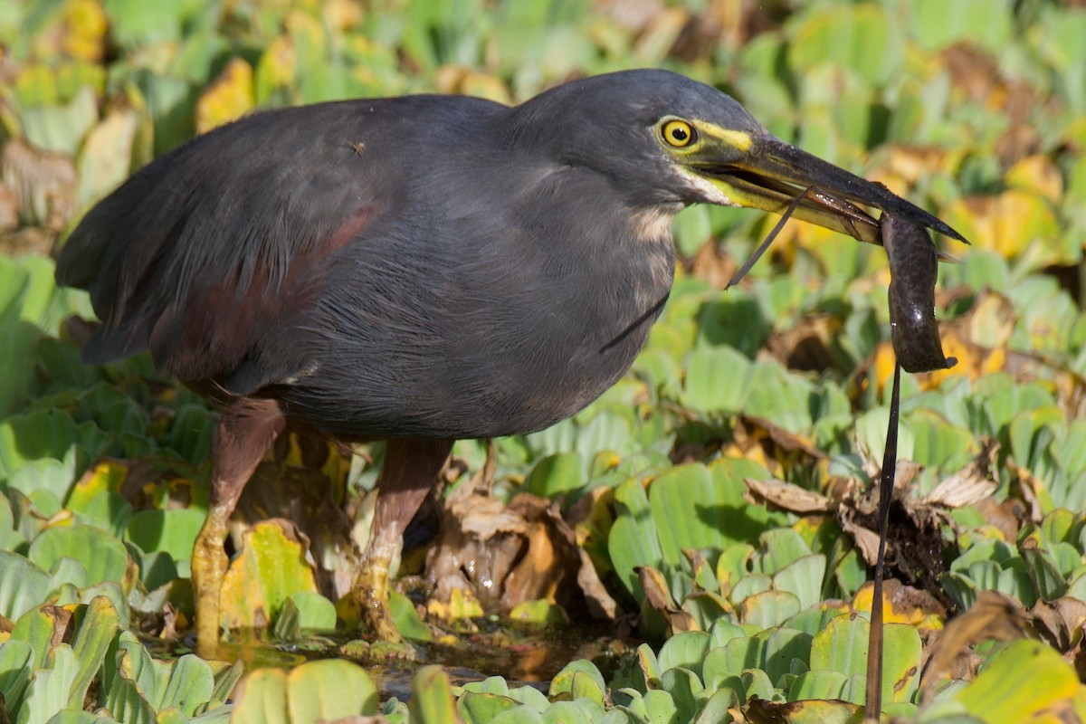 Rufous-bellied Heron - ML608483030