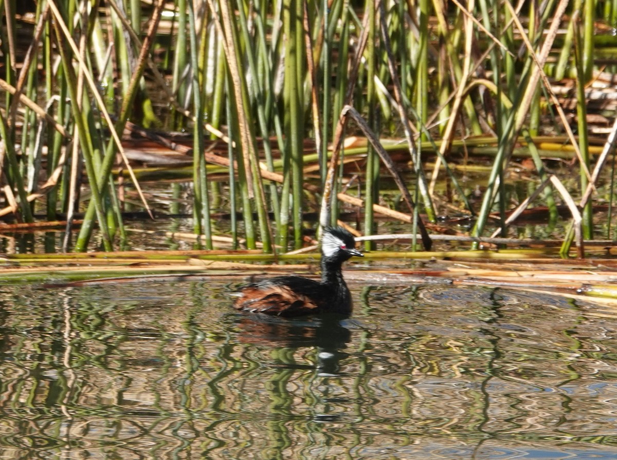 White-tufted Grebe - ML608483205