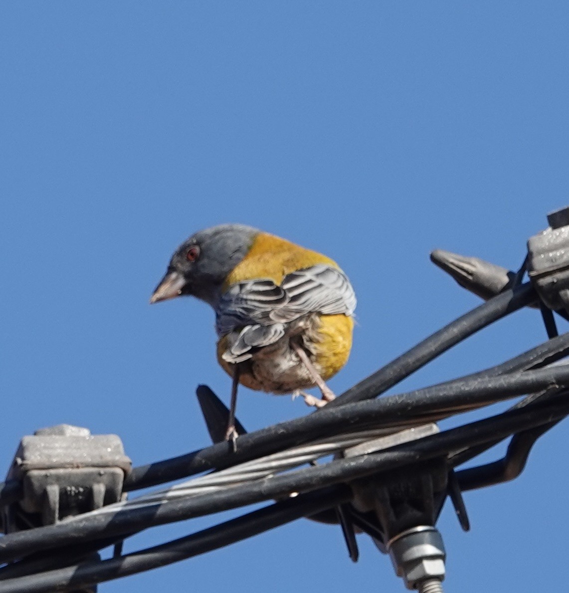 Peruvian Sierra Finch - ML608483273