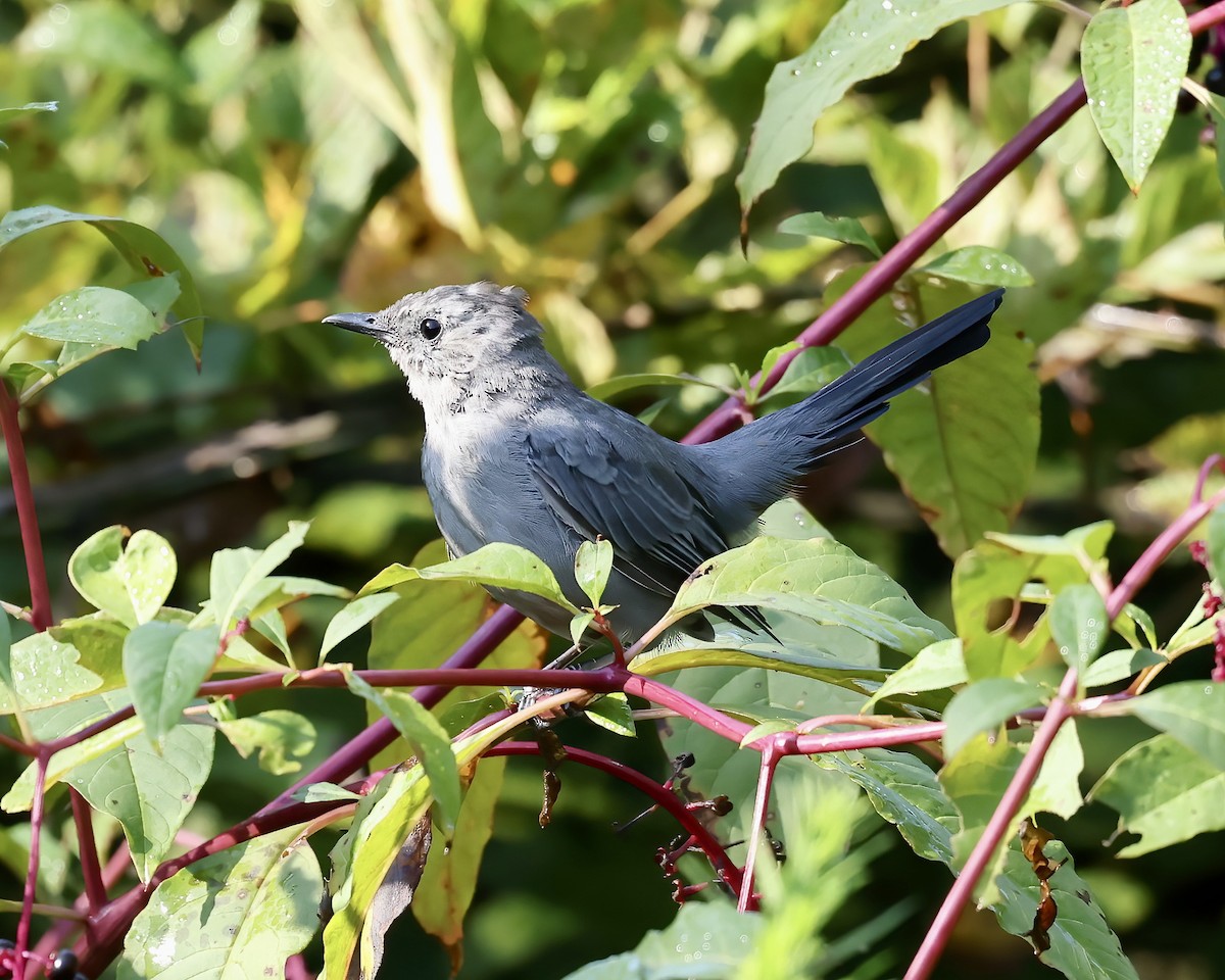 Gray Catbird - ML608483298