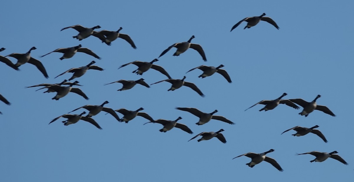 Kanadagans - ML608483313