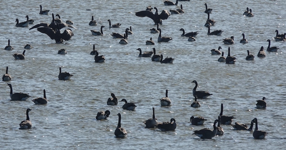 Kanadagans - ML608483314