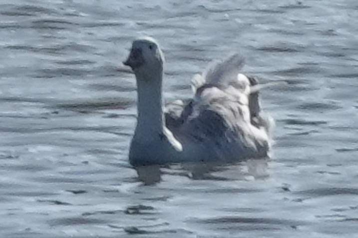 Snow x Canada Goose (hybrid) - ML608483336
