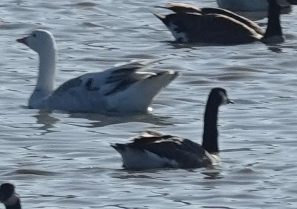 Snow x Canada Goose (hybrid) - ML608483337