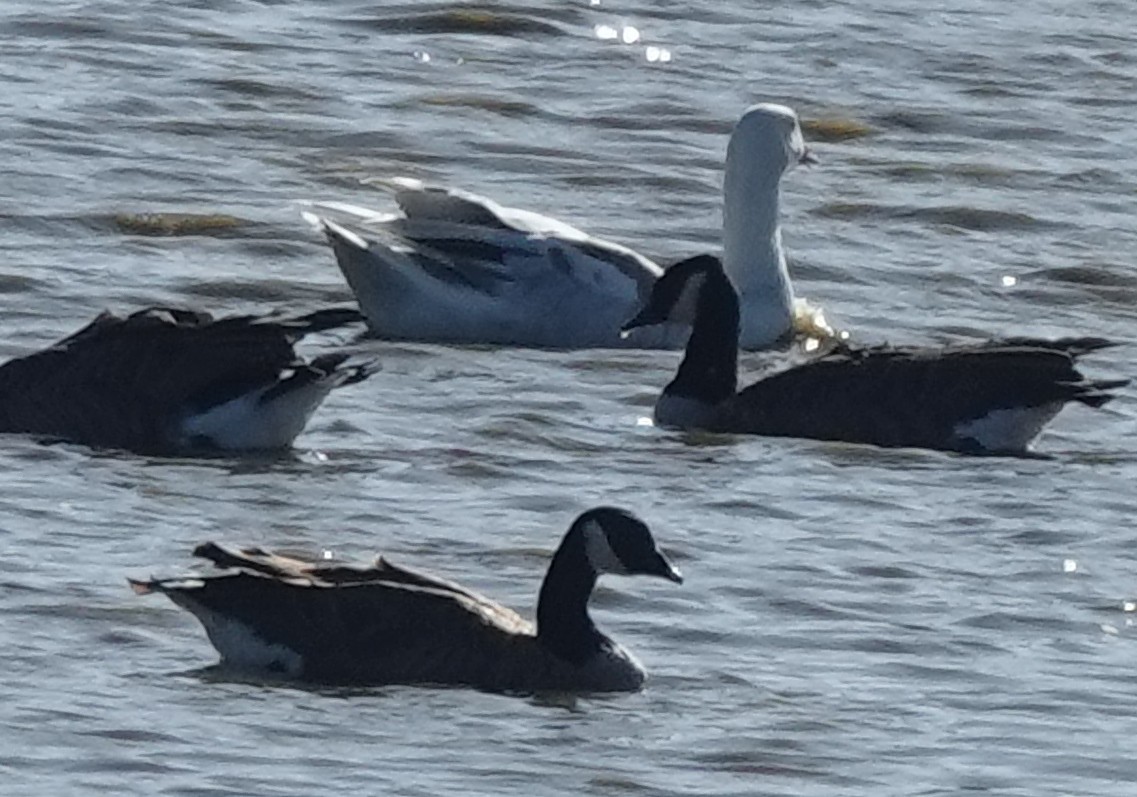 Snow x Canada Goose (hybrid) - ML608483338