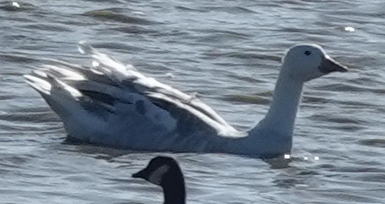 Snow x Canada Goose (hybrid) - ML608483339