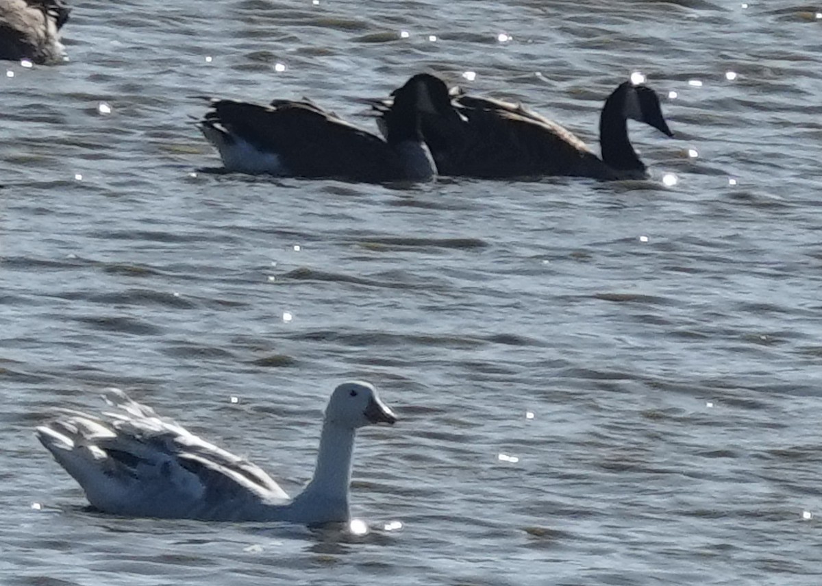 Snow x Canada Goose (hybrid) - ML608483340