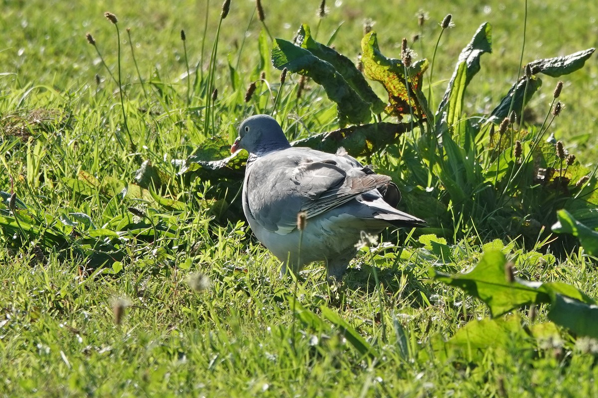 Common Wood-Pigeon - ML608483349