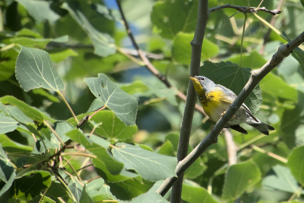 Northern Parula - Sebastien Robitaille