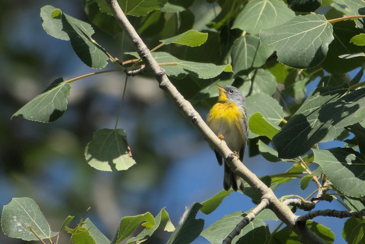 Northern Parula - ML608483352