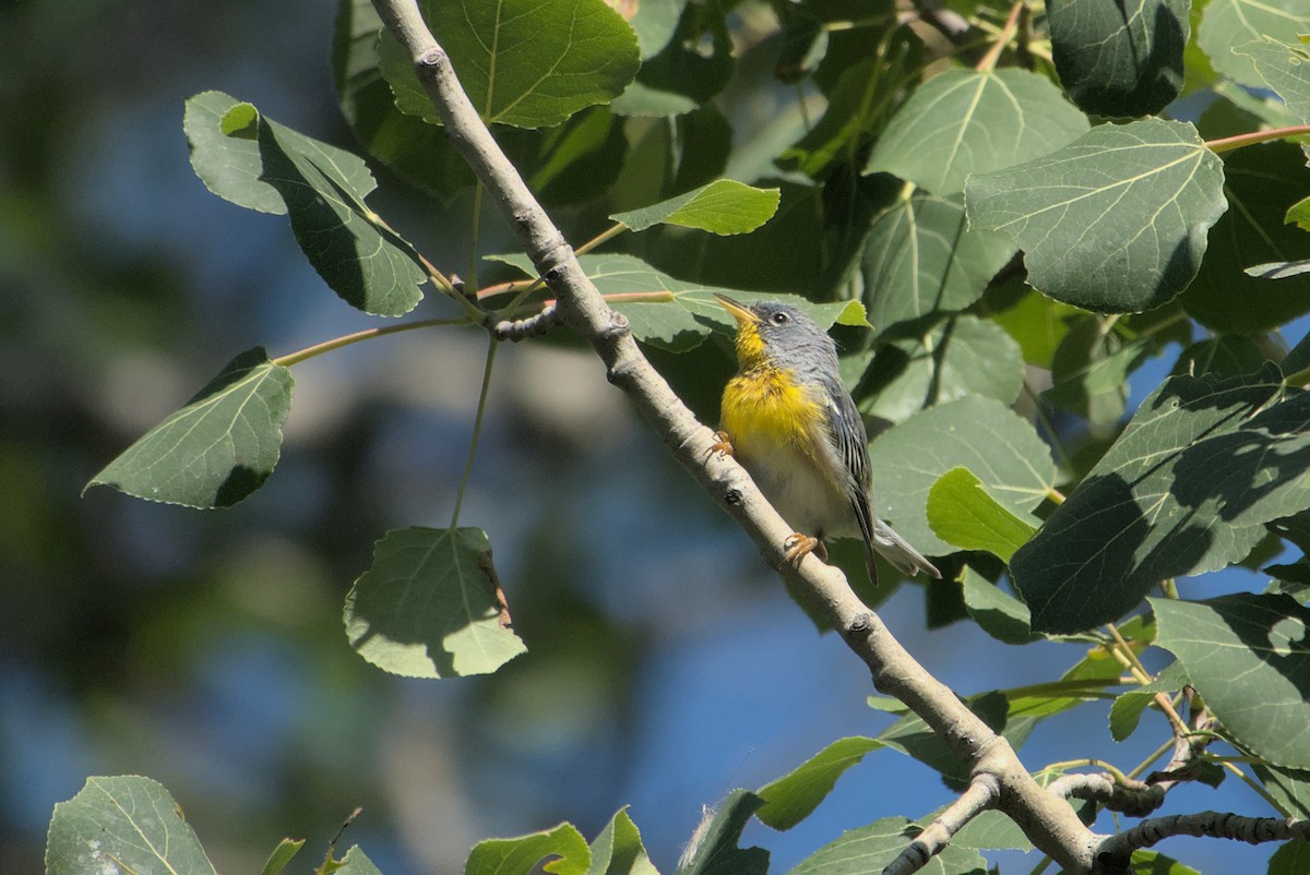 Northern Parula - ML608483353