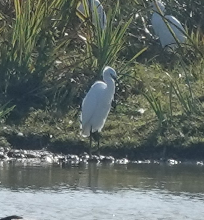 Western Cattle-Egret - ML608483361