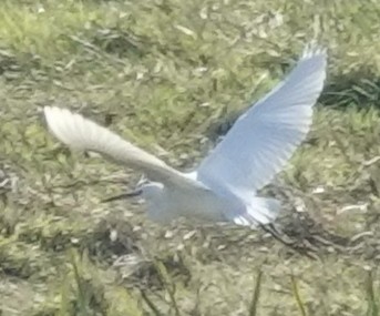 Western Cattle-Egret - ML608483362