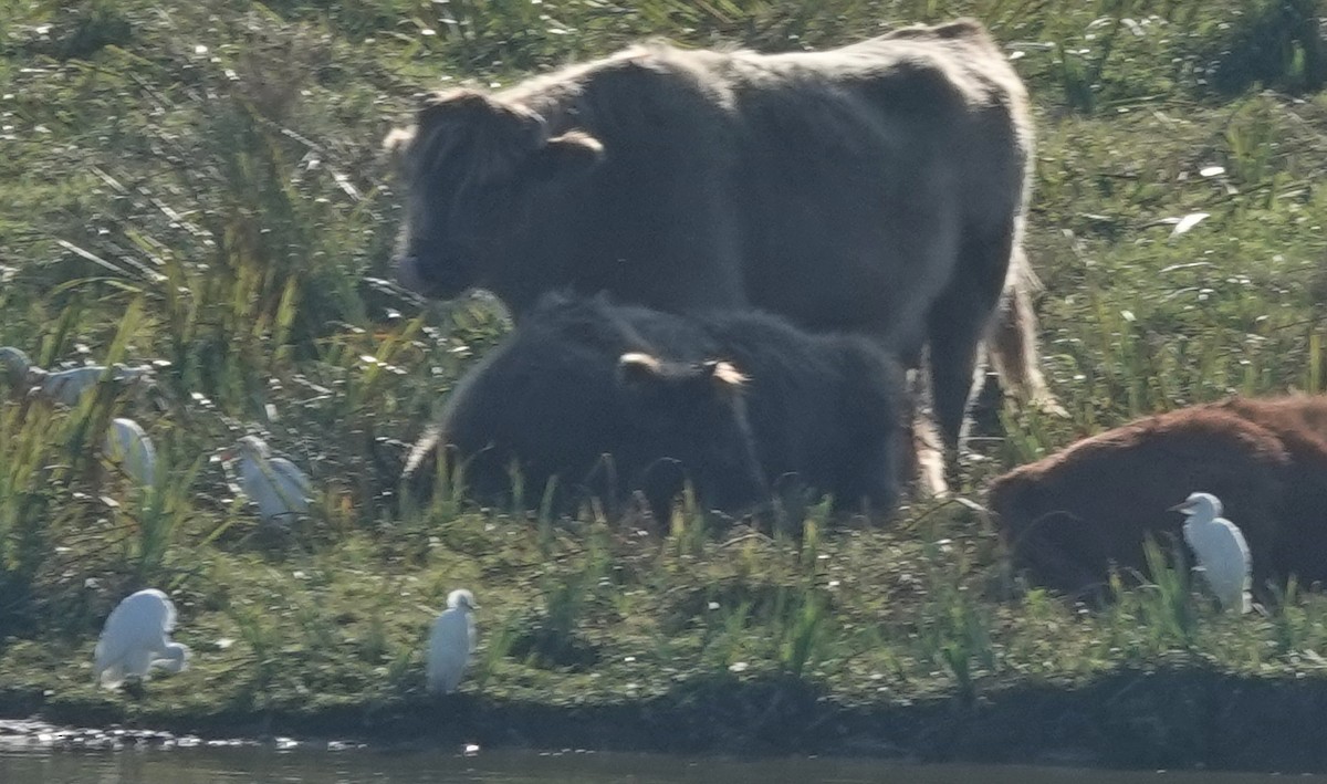 Western Cattle-Egret - ML608483363