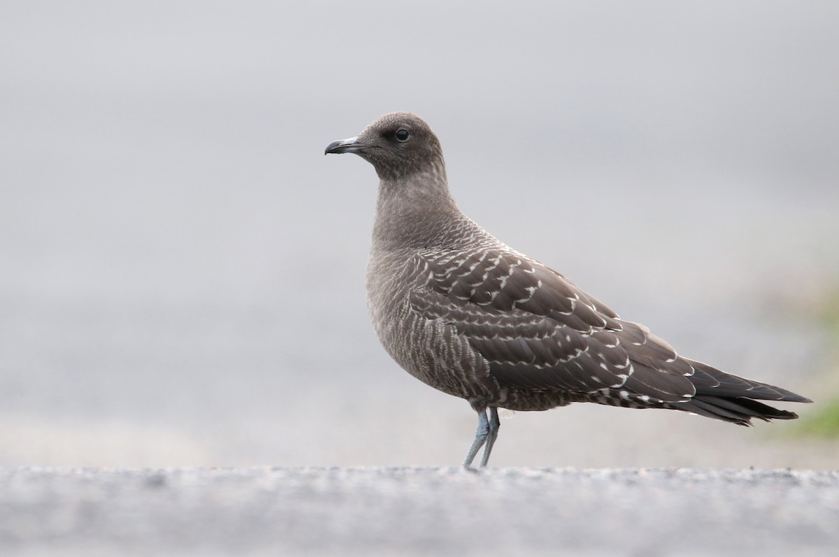 Long-tailed Jaeger - Zbigniew Kajzer
