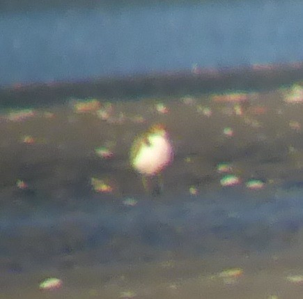 Red-capped Plover - ML608483635