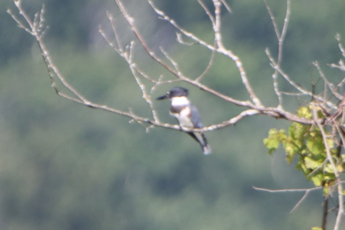 Belted Kingfisher - ML608483637