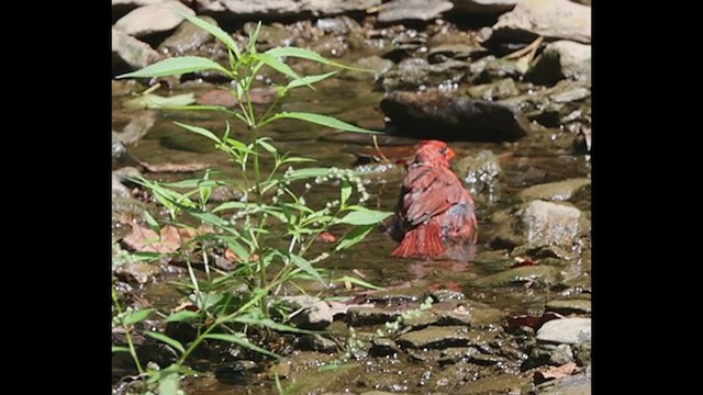 Northern Cardinal - ML608483684