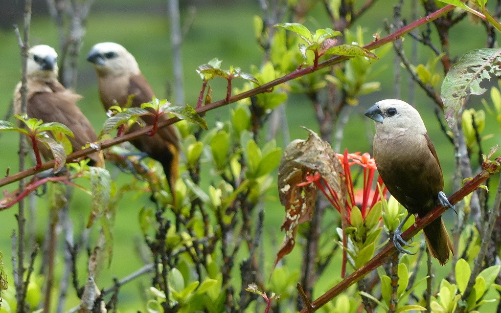 Gray-headed Munia - ML608483694