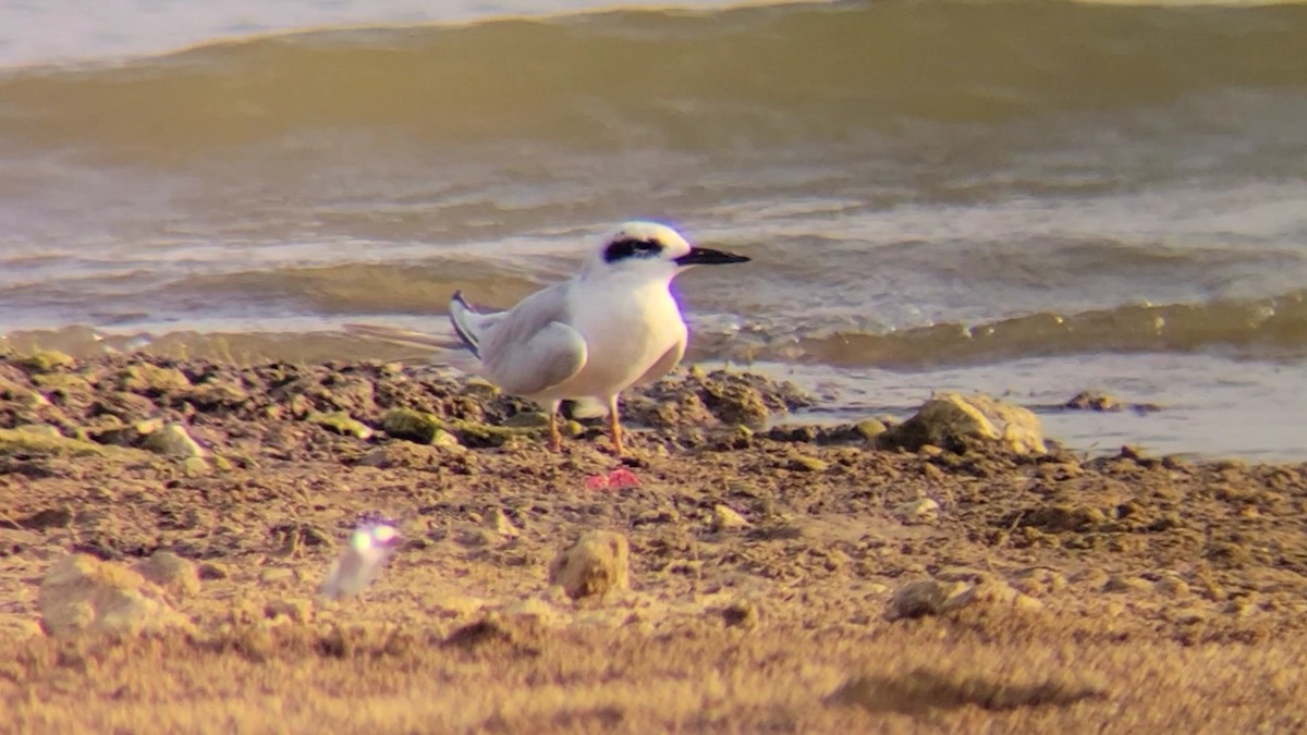 Forster's Tern - ML608483759