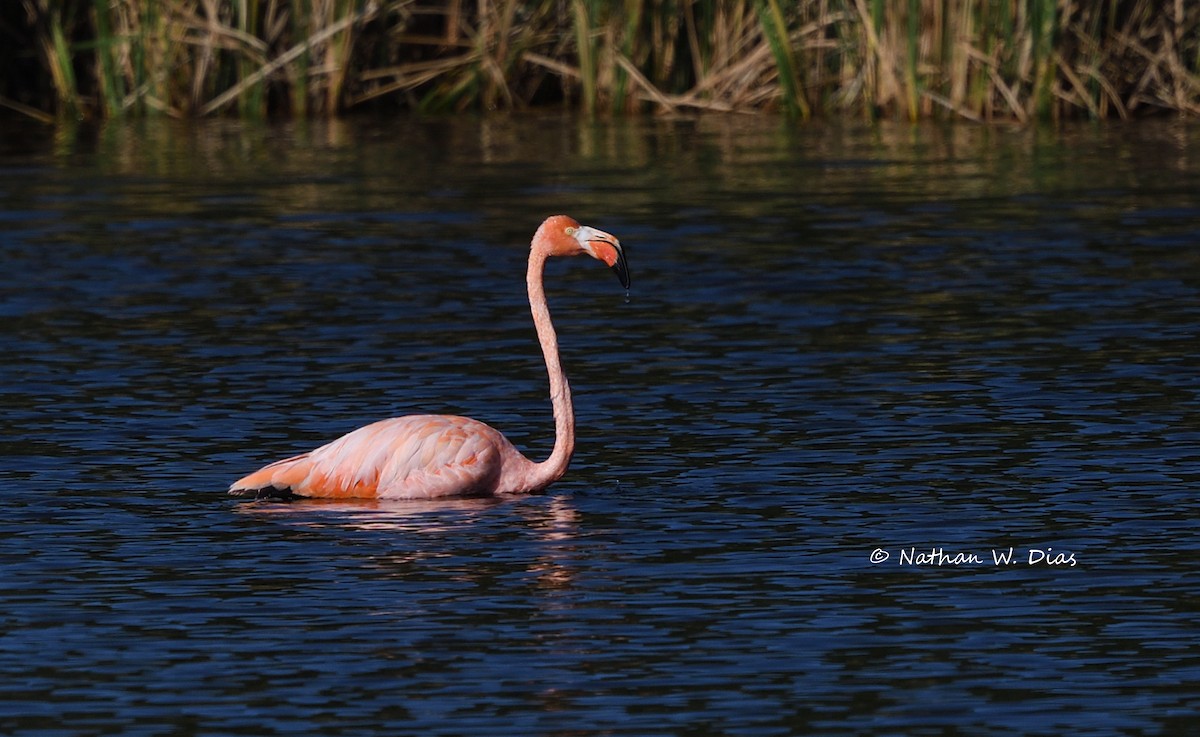 American Flamingo - Nathan Dias