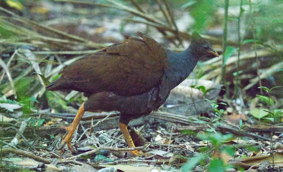 Orange-footed Megapode - ML608483860