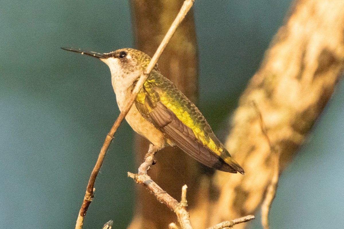 Ruby-throated Hummingbird - ML608483991