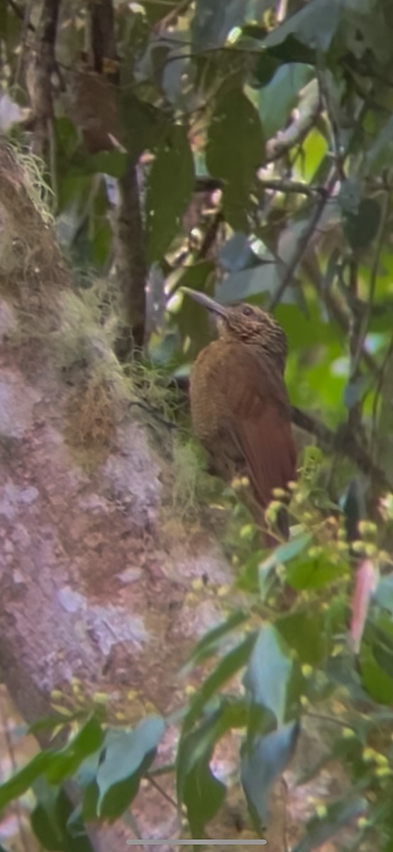 Black-banded Woodcreeper - Dario Mora