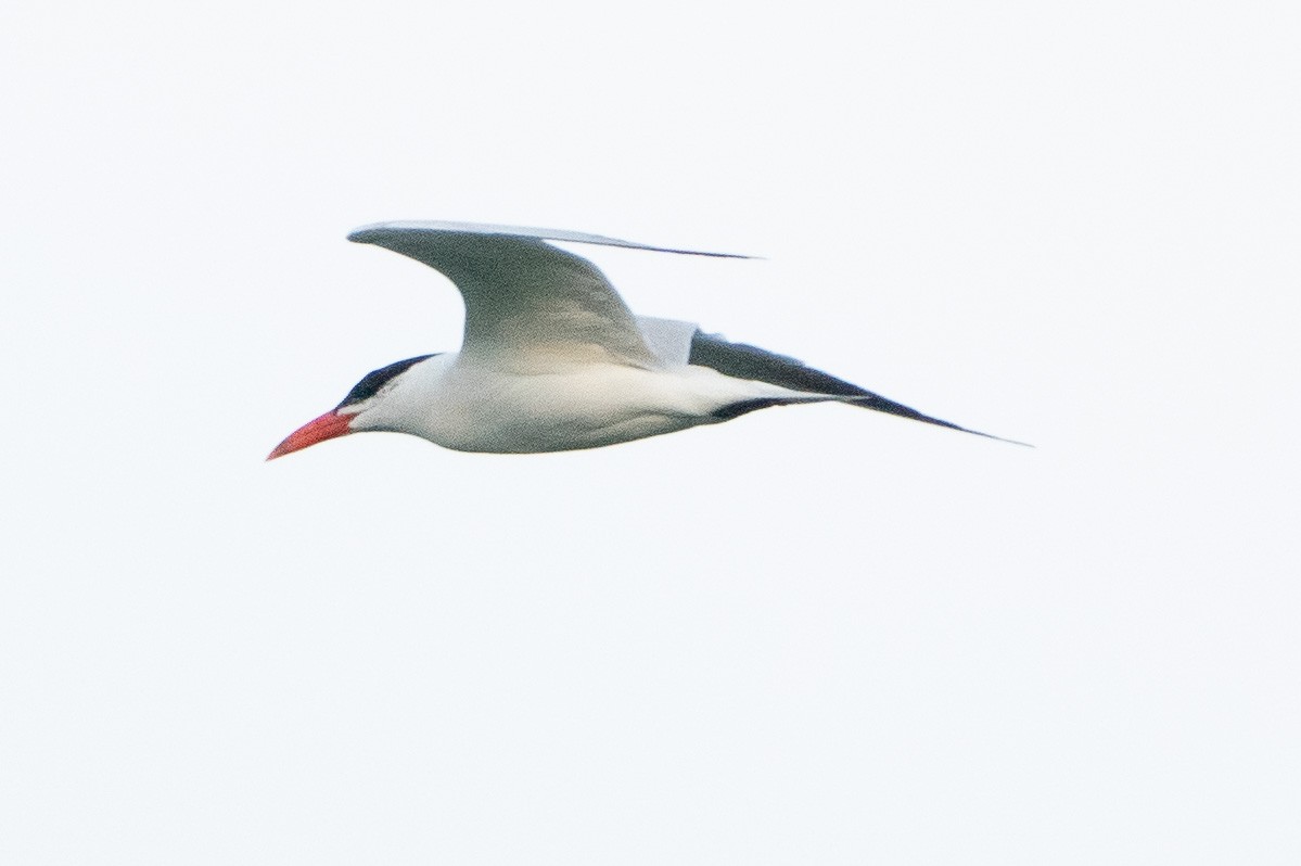 Caspian Tern - ML608484066