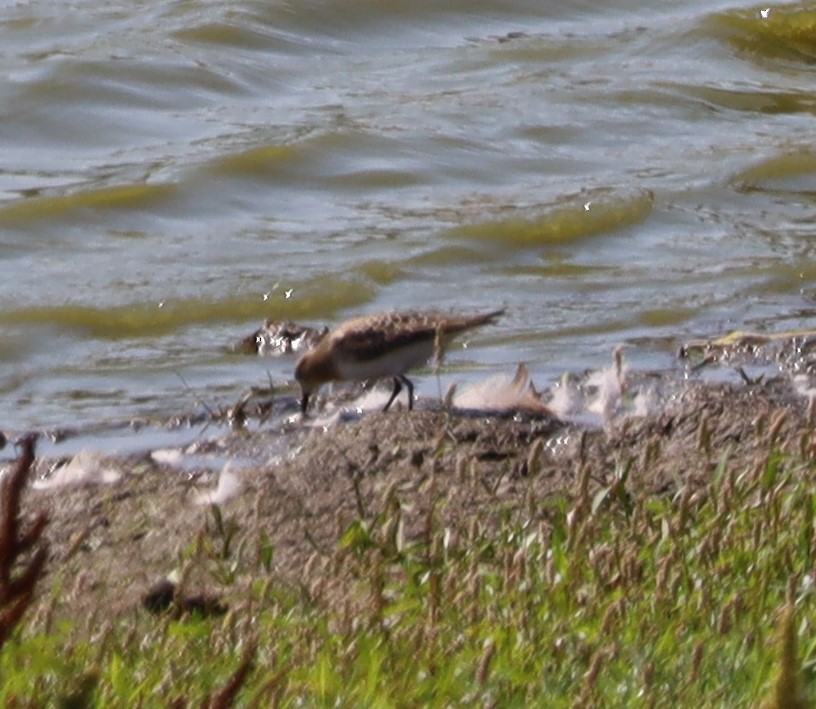 Baird's Sandpiper - ML608484068