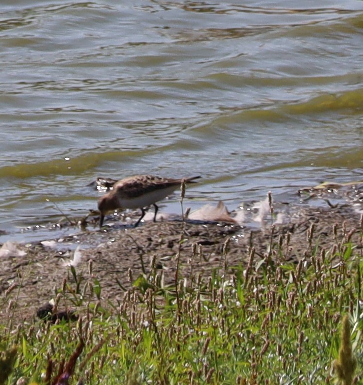 Baird's Sandpiper - ML608484069