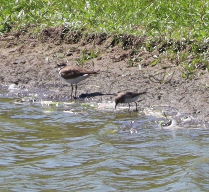 Baird's Sandpiper - ML608484070