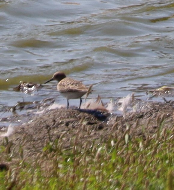 Baird's Sandpiper - ML608484071