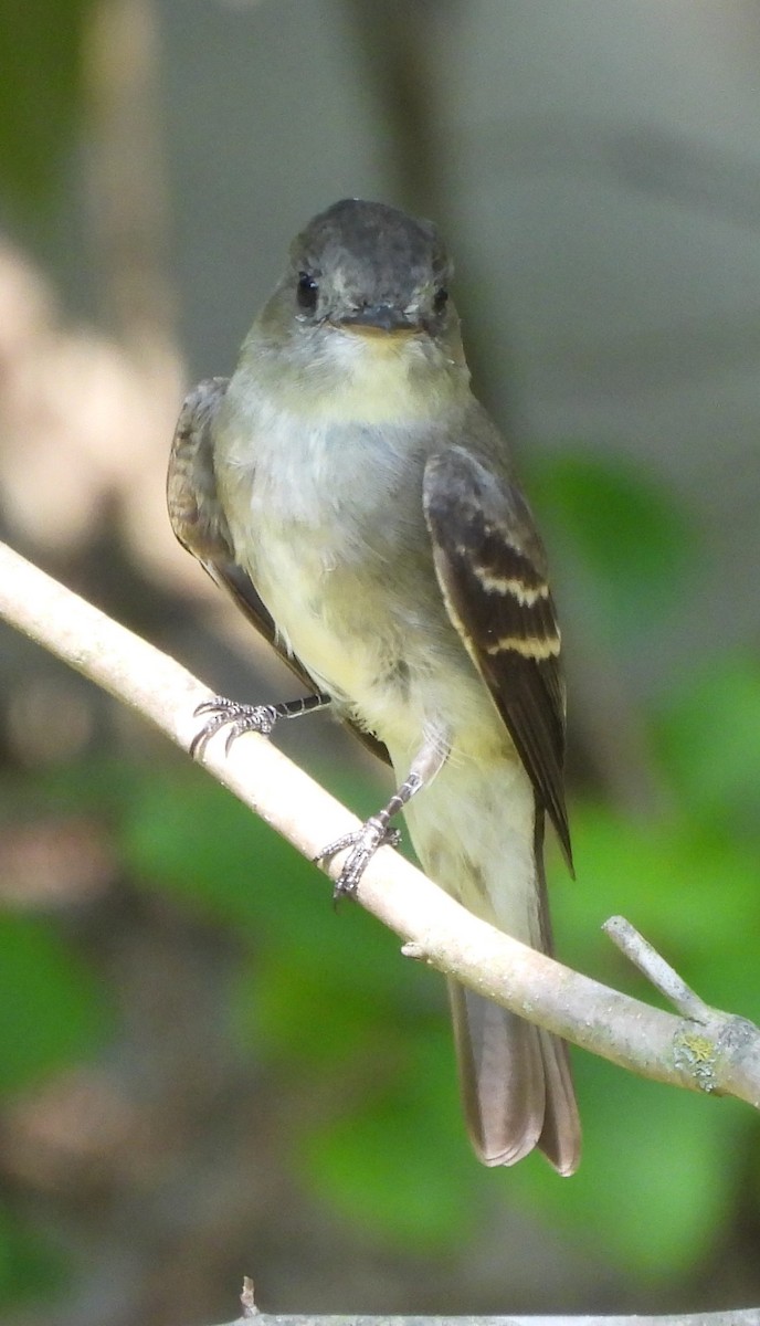 Eastern Wood-Pewee - ML608484074