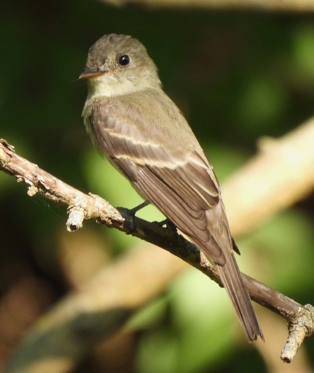 Eastern Wood-Pewee - ML608484076