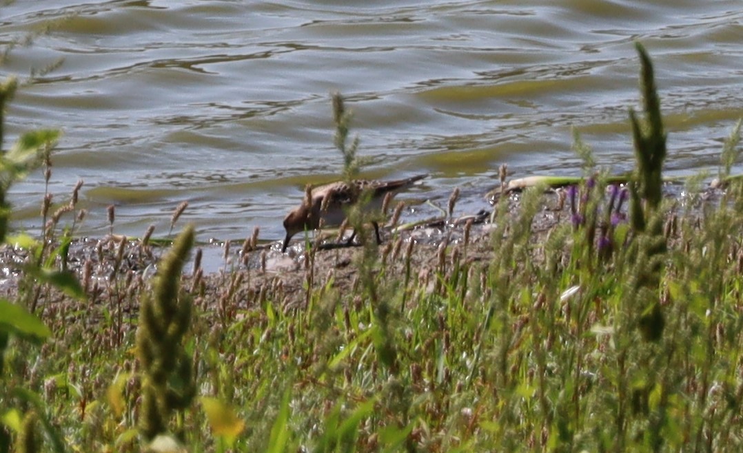 Baird's Sandpiper - ML608484105