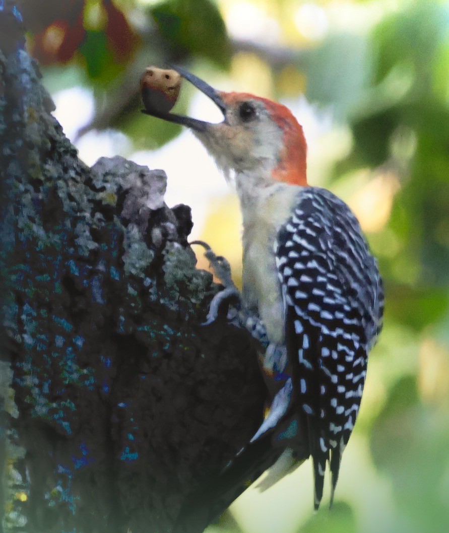 Red-bellied Woodpecker - ML608484119