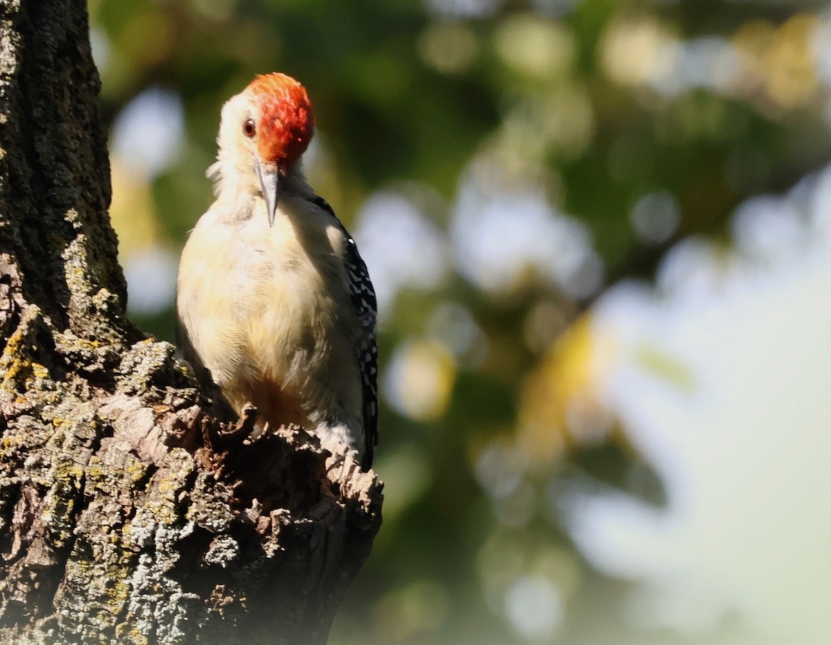 Red-bellied Woodpecker - ML608484126