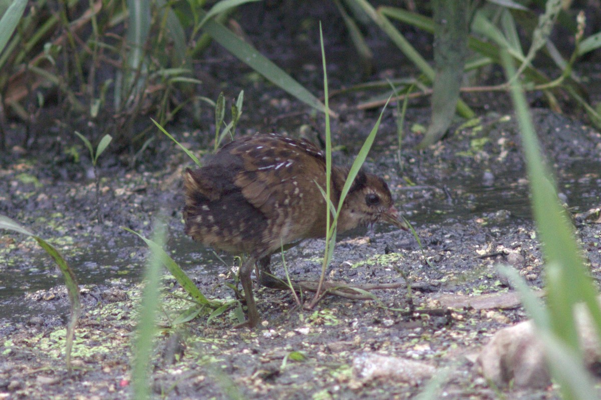 Polluela Sora - ML608484158