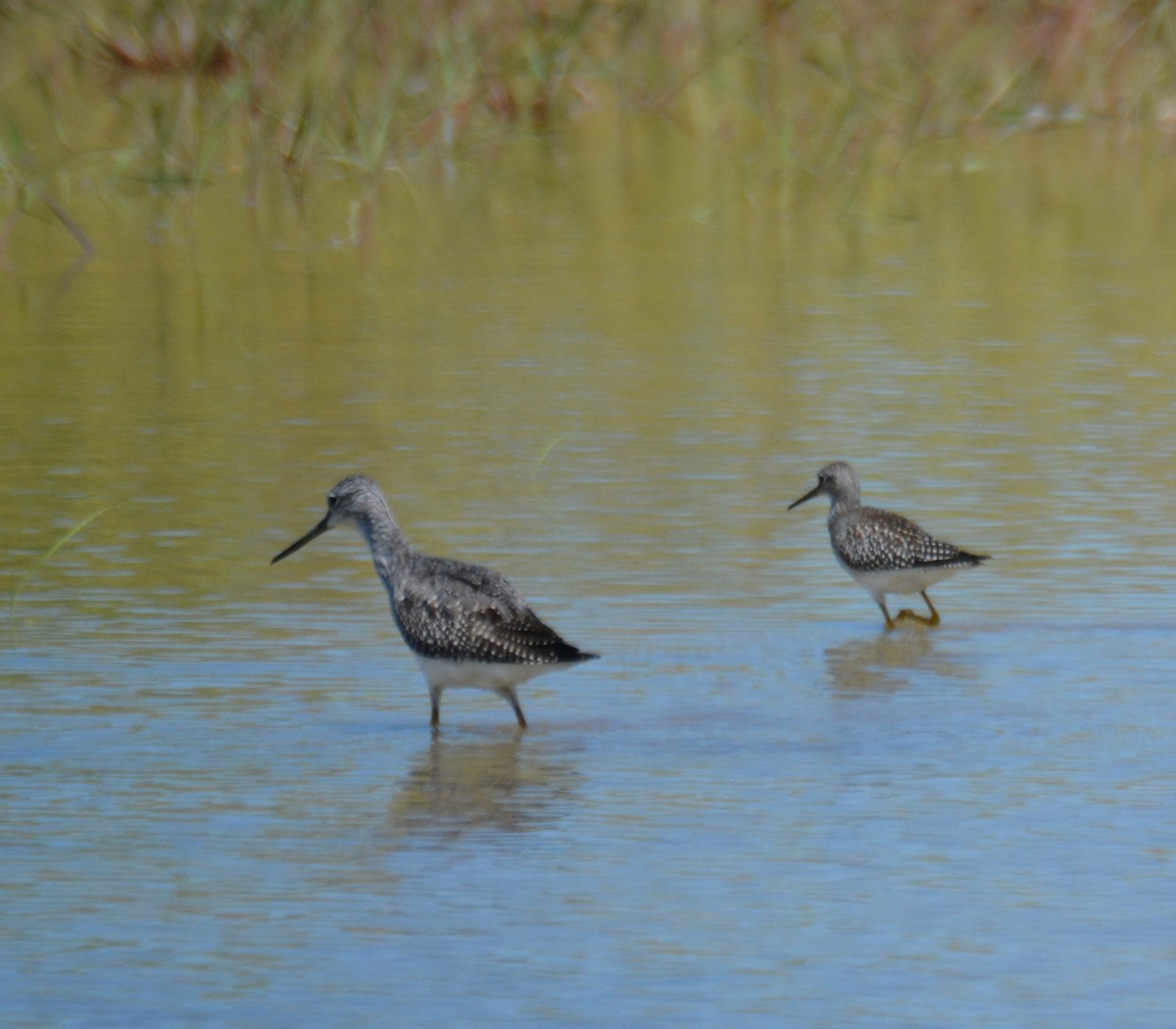 Lesser Yellowlegs - ML608484200