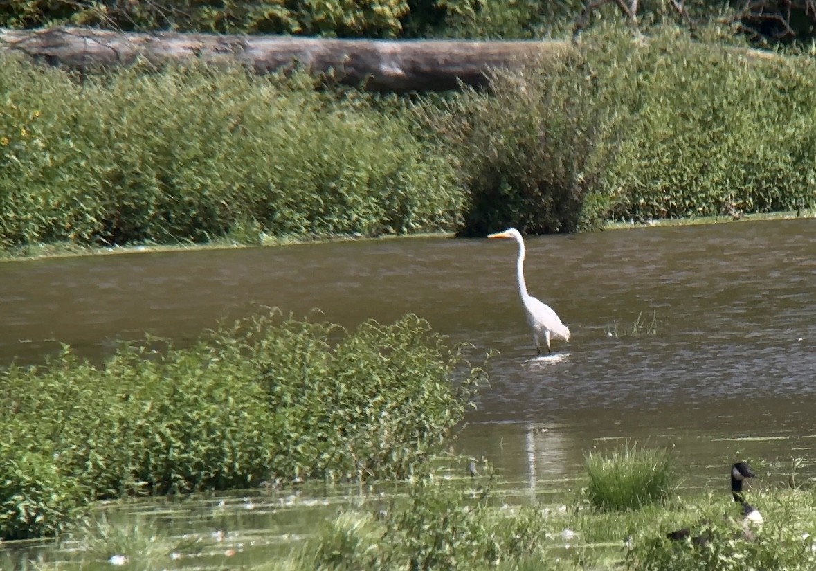 Great Egret - ML608484559