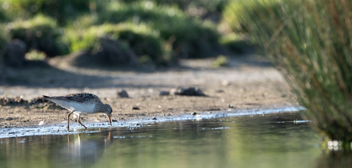 Pectoral Sandpiper - ML608484616