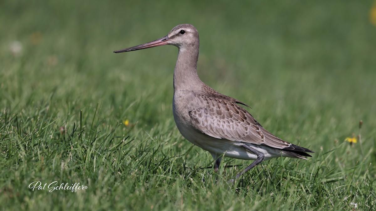 Hudsonian Godwit - ML608484623