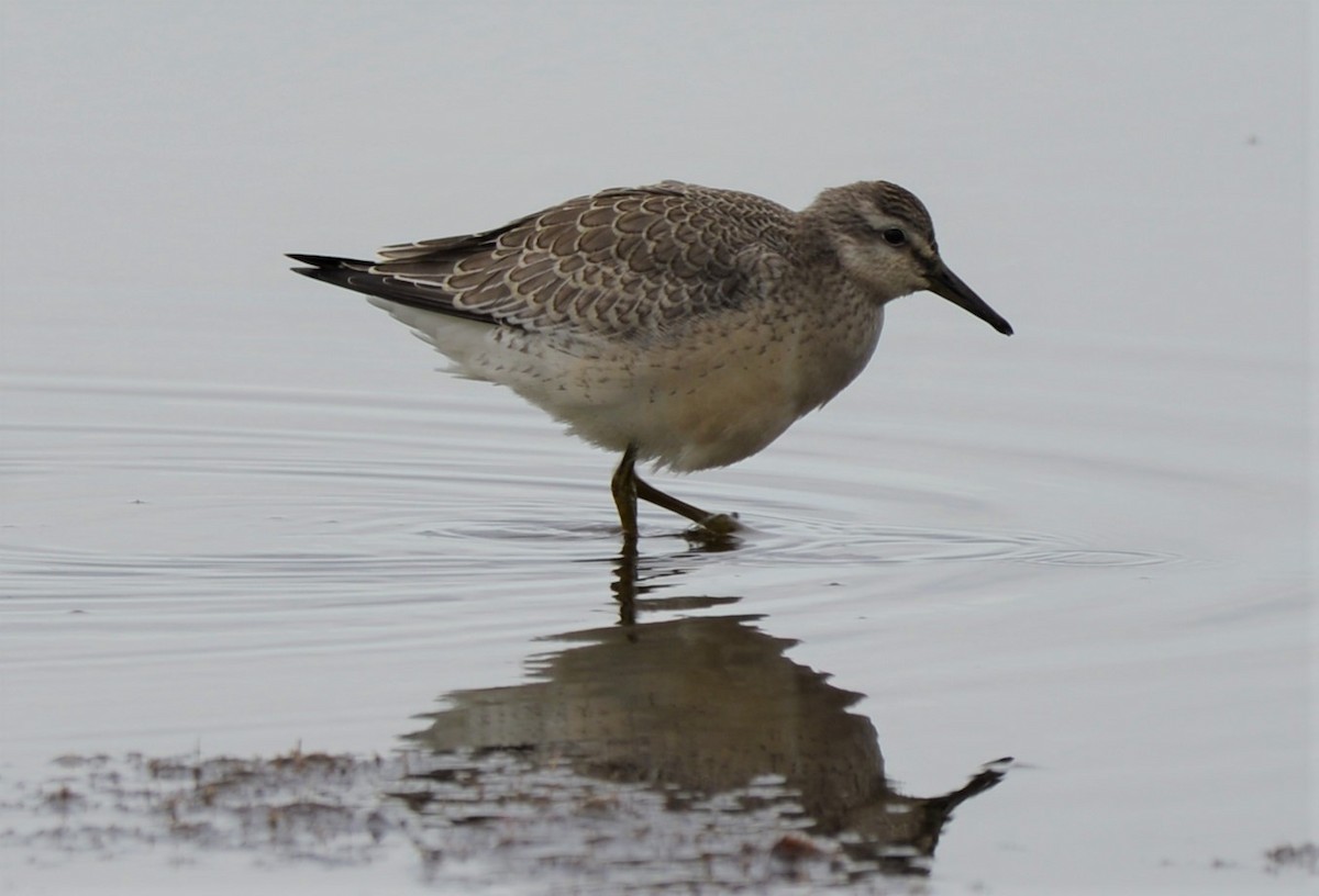 Red Knot - Henry deJong