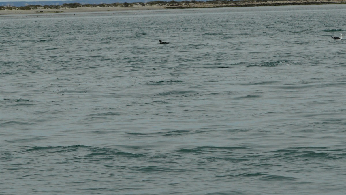 Common Loon - Andrew Melnick