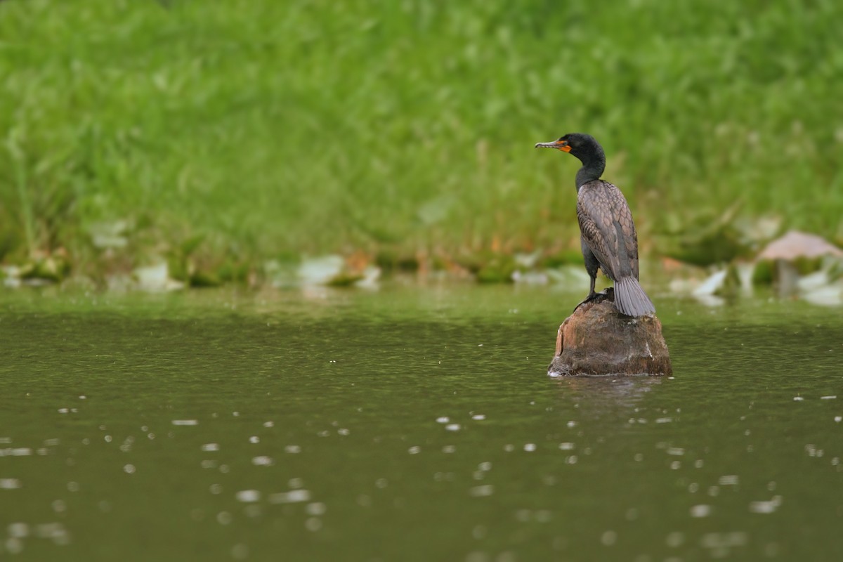 Cormoran à aigrettes - ML608484775