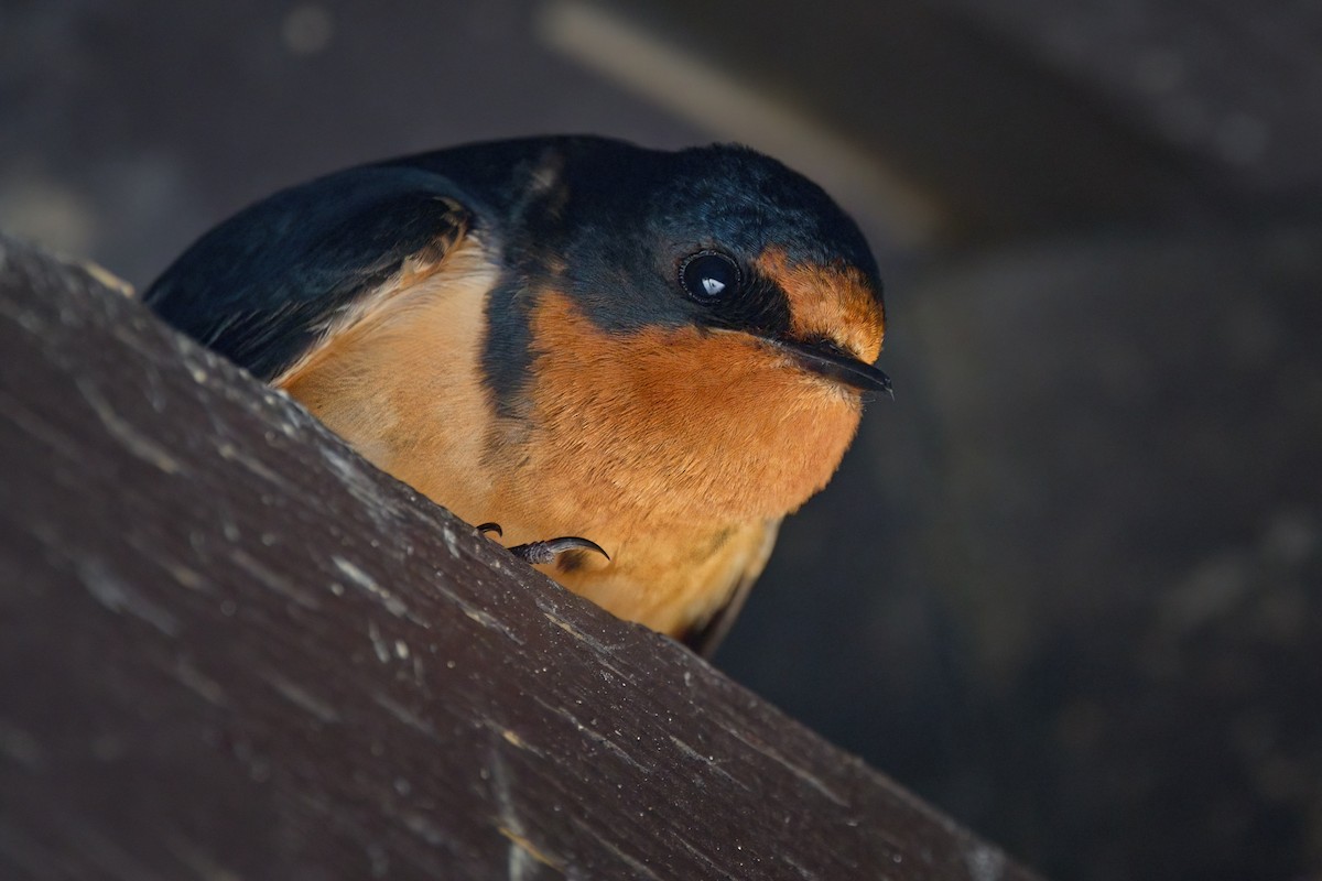 Barn Swallow - ML608484776