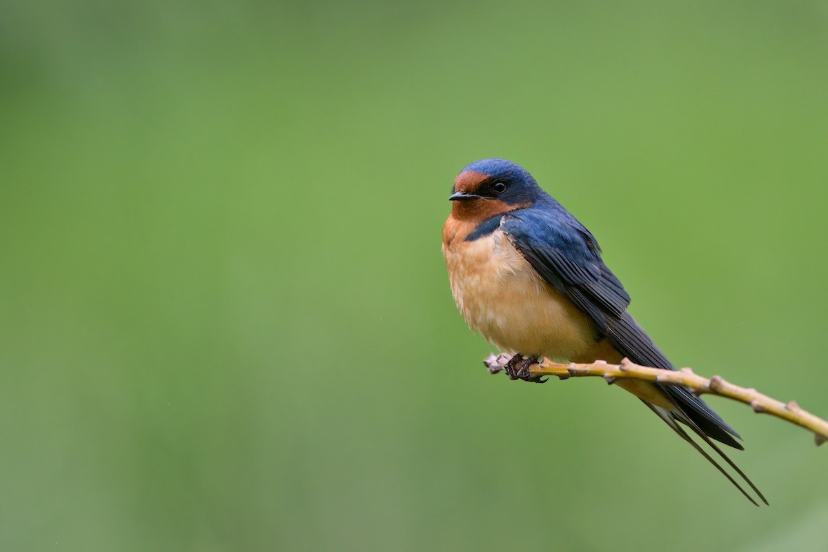 Barn Swallow - ML608484777